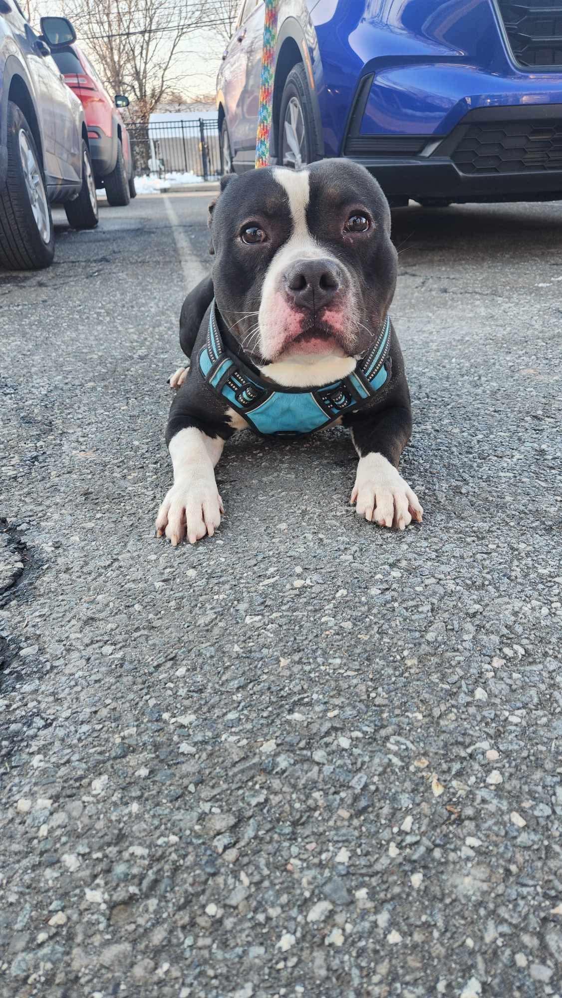 Enlarge Conan, a Adoptable Pit Bull Terrier in Lincoln Park, NJ image 6/6