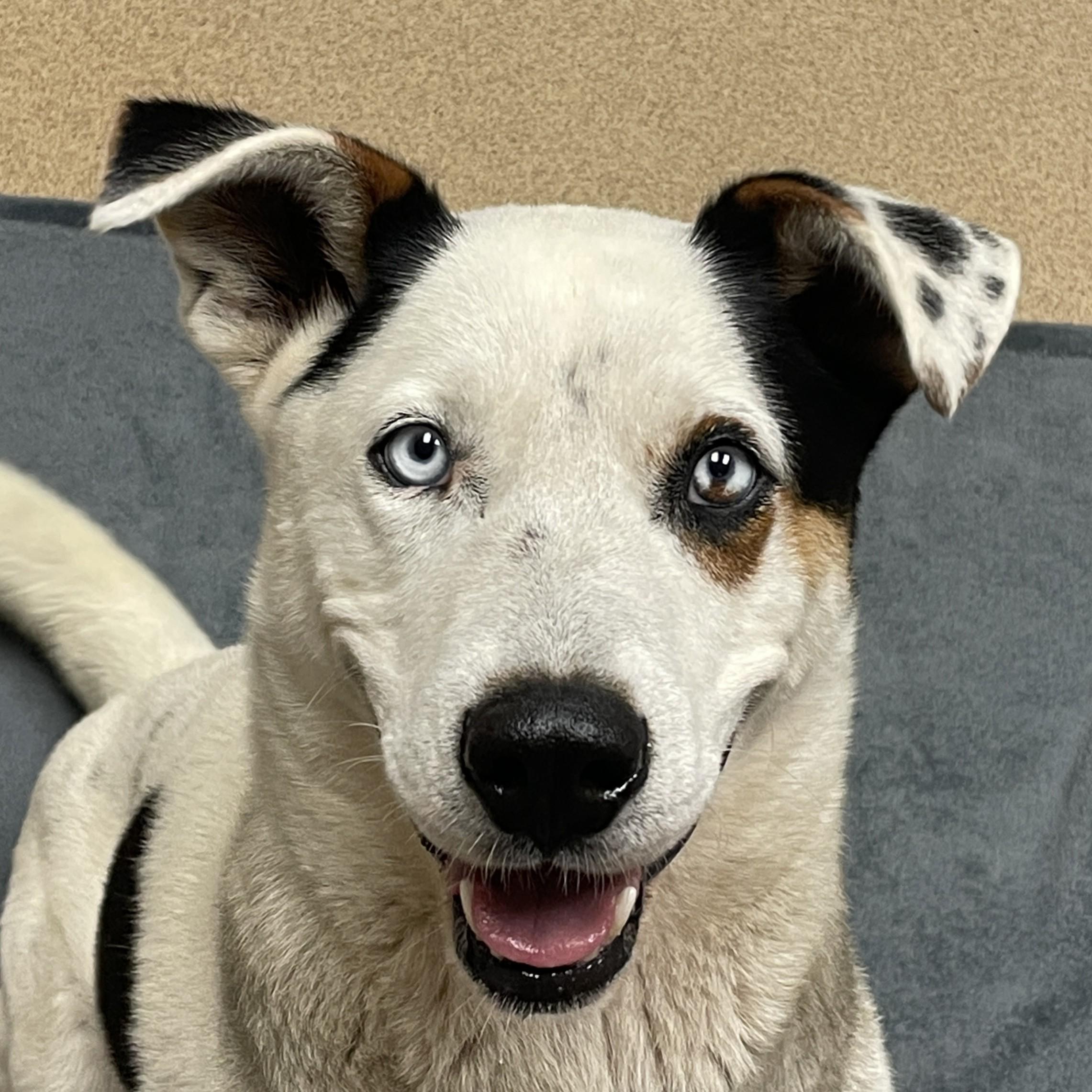 Coop, Adult Male Mixed Breed