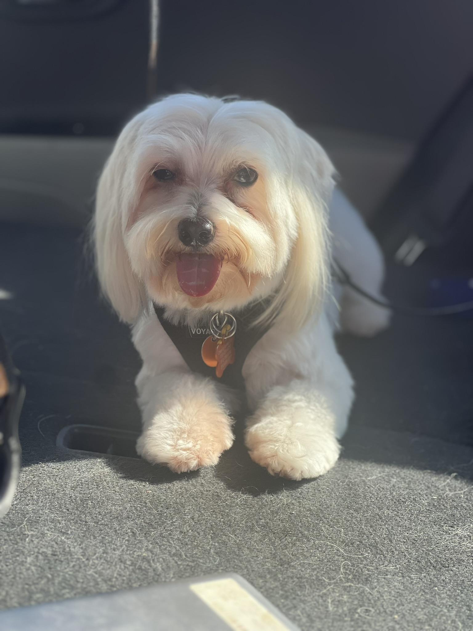 Toby, Adoptable, Young Male Maltese.