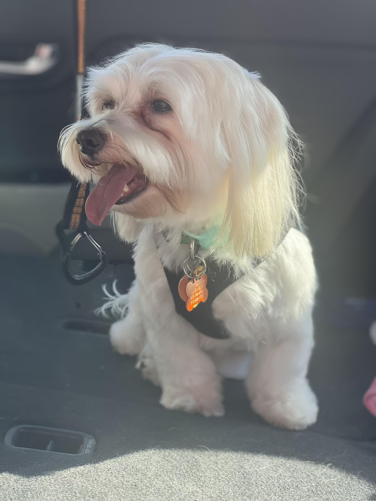 Enlarge Toby, a Adoptable Maltese in Austin, TX image 2/3