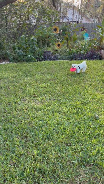 Enlarge Toby, a Adoptable Maltese in Austin, TX video 3/3