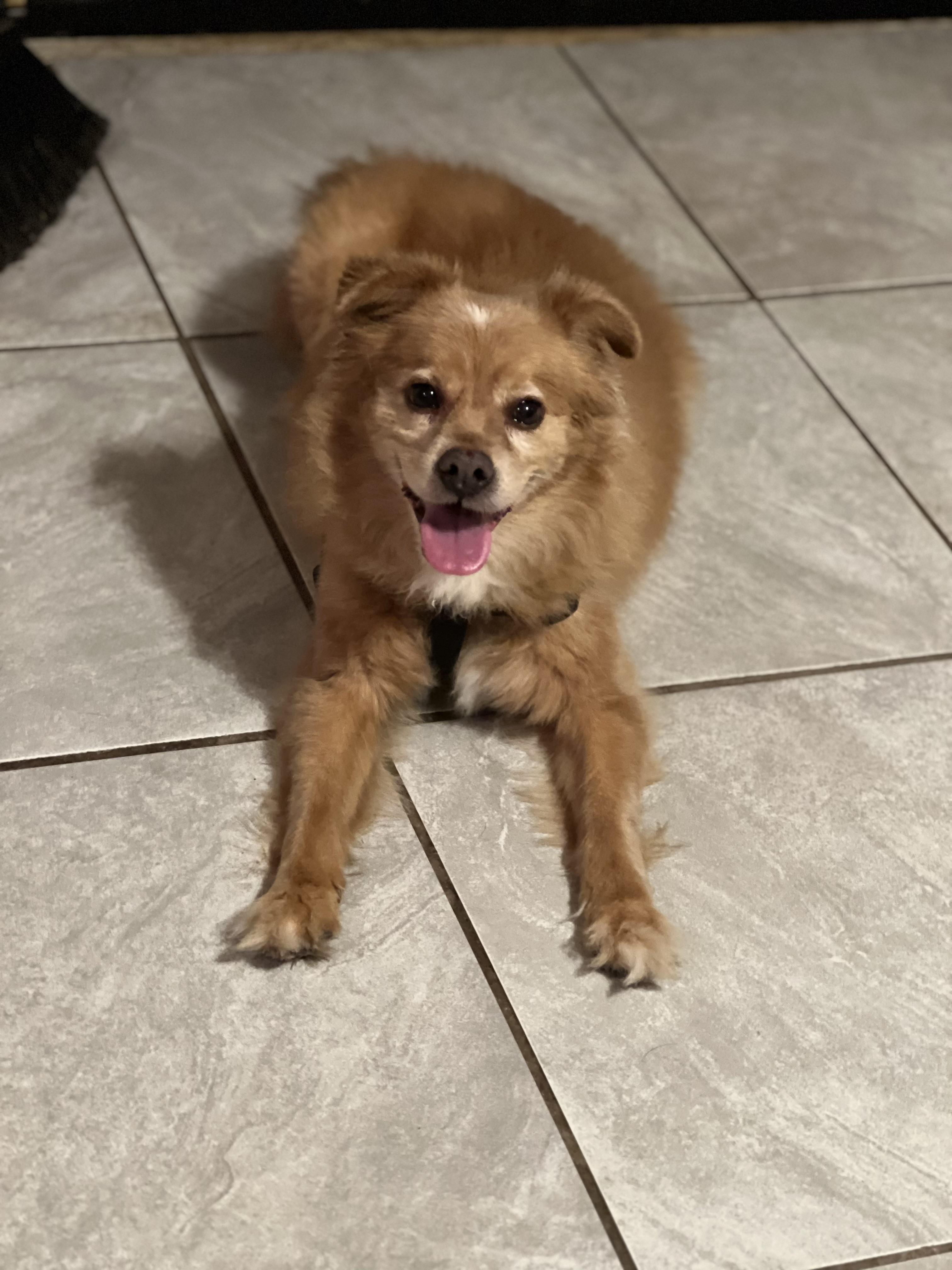 Enlarge Wash, a Adopted Pomeranian in Willard, NC image 1/1