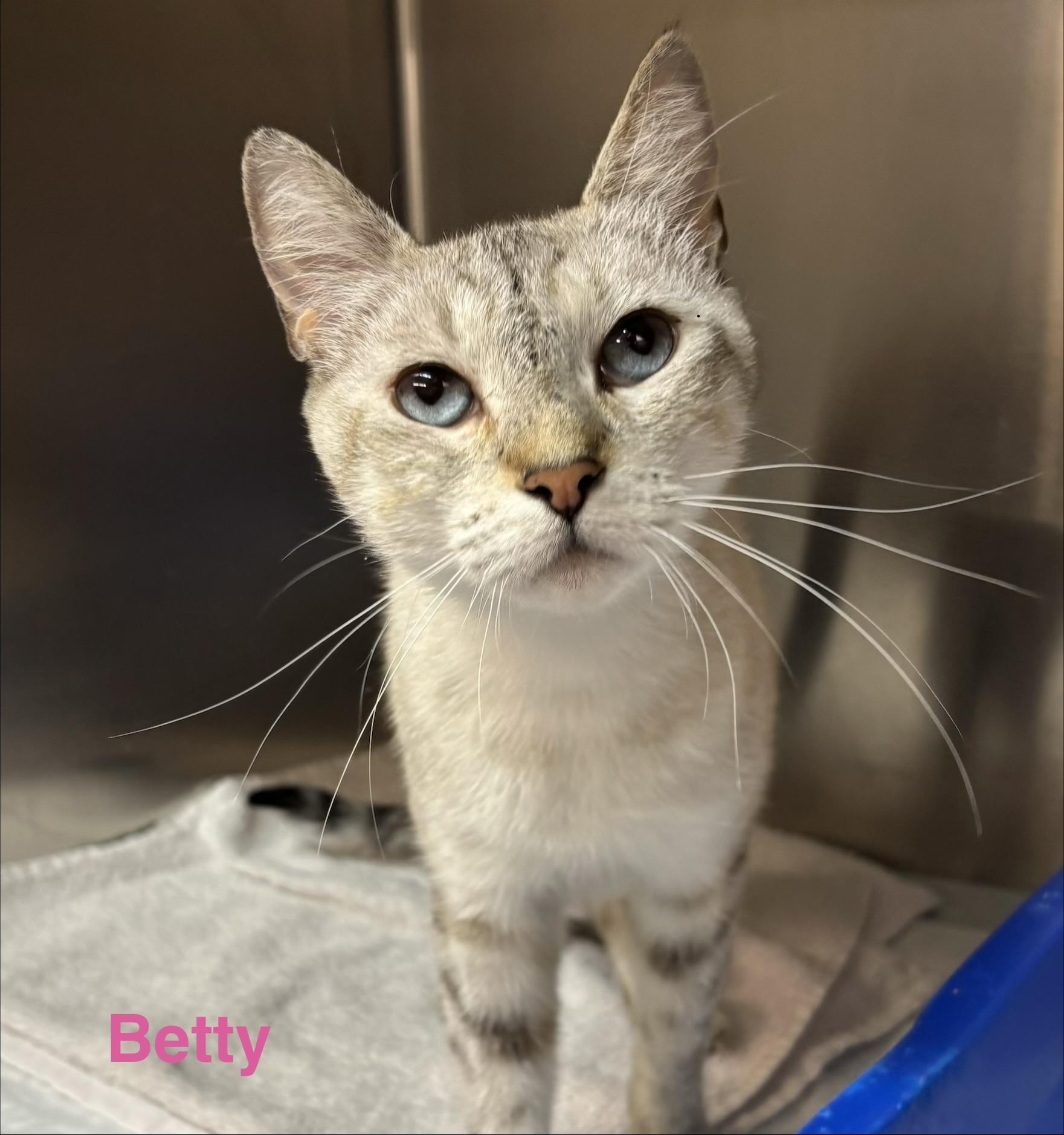 Betty, ADOPTABLE, Adult Female Silver.
