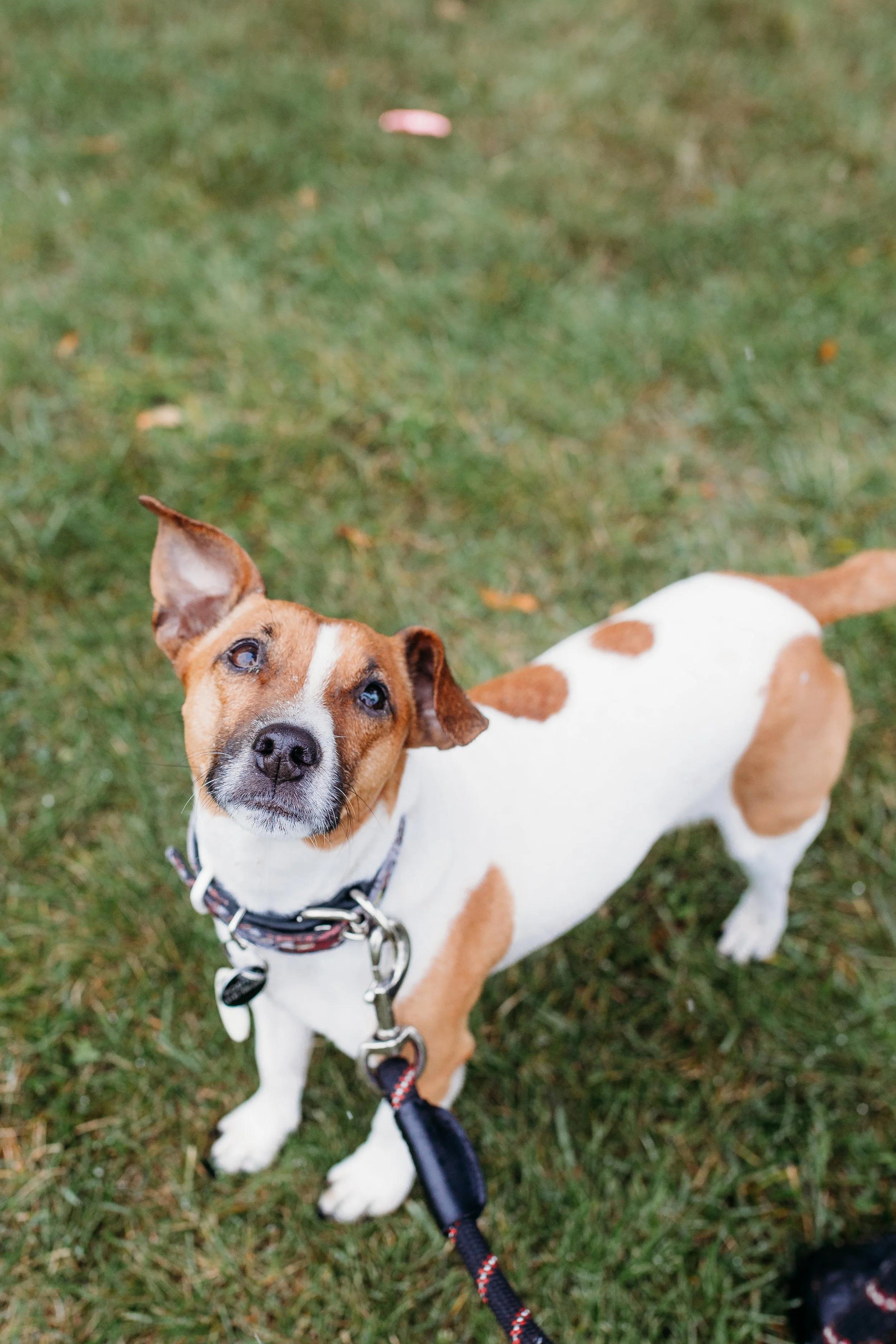 Proff, ADOPTABLE, Adult Male Jack Russell Terrier.