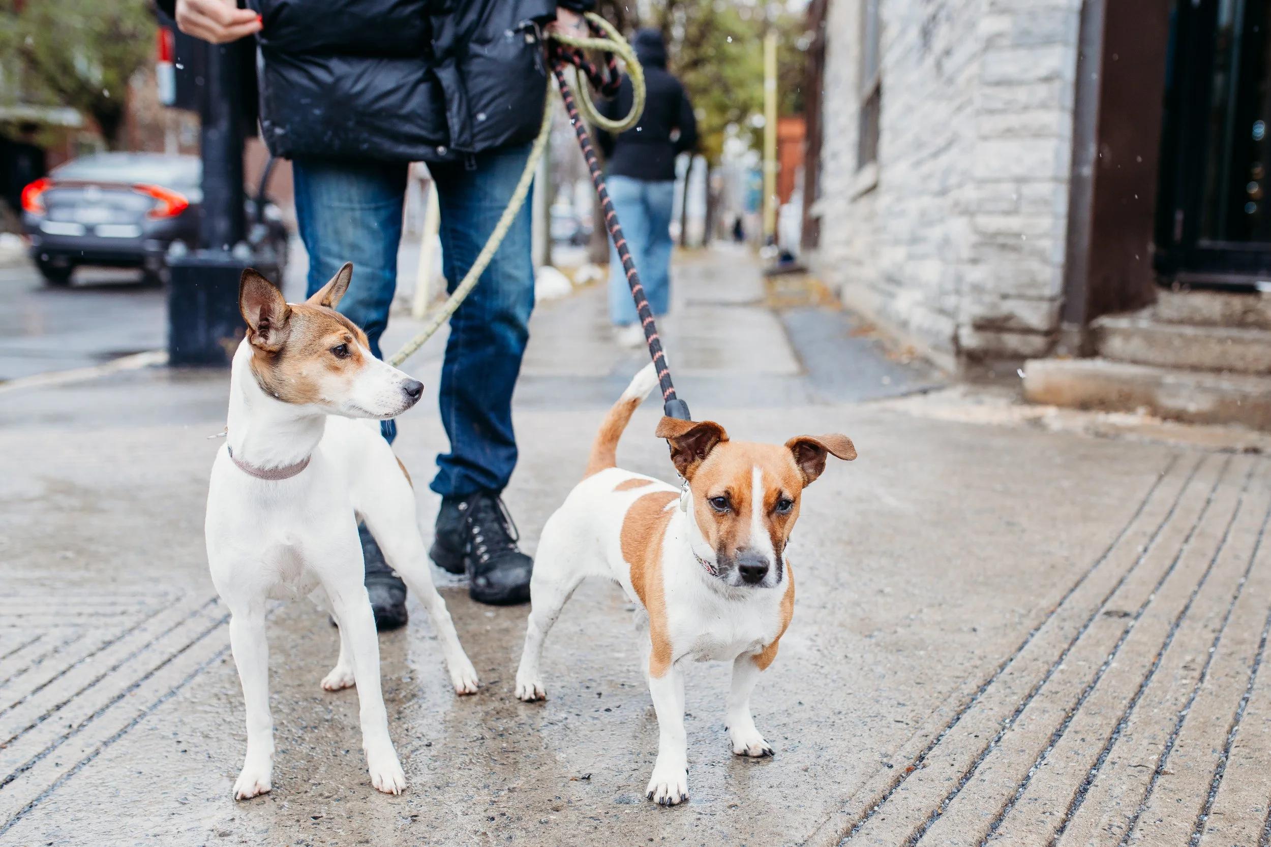 Proff, a ADOPTABLE mixed breed in Mont-Royal, QC image 4/4
