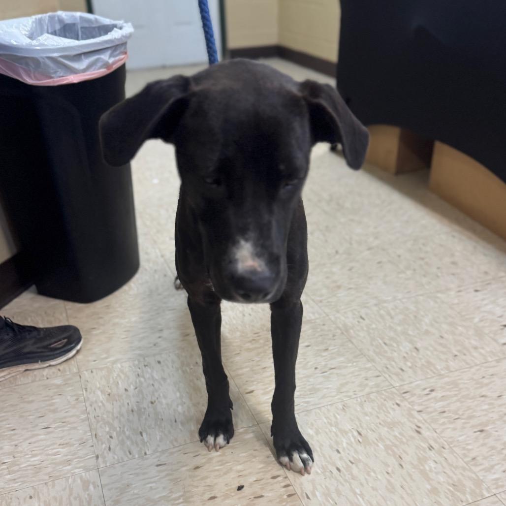 JOURNEY, Adoptable, Young Male Labrador Retriever & Mixed Breed.