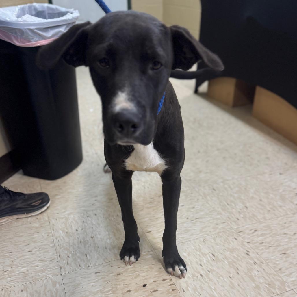 JOURNEY, a Adoptable mixed breed in Lucedale, MS image 2/2