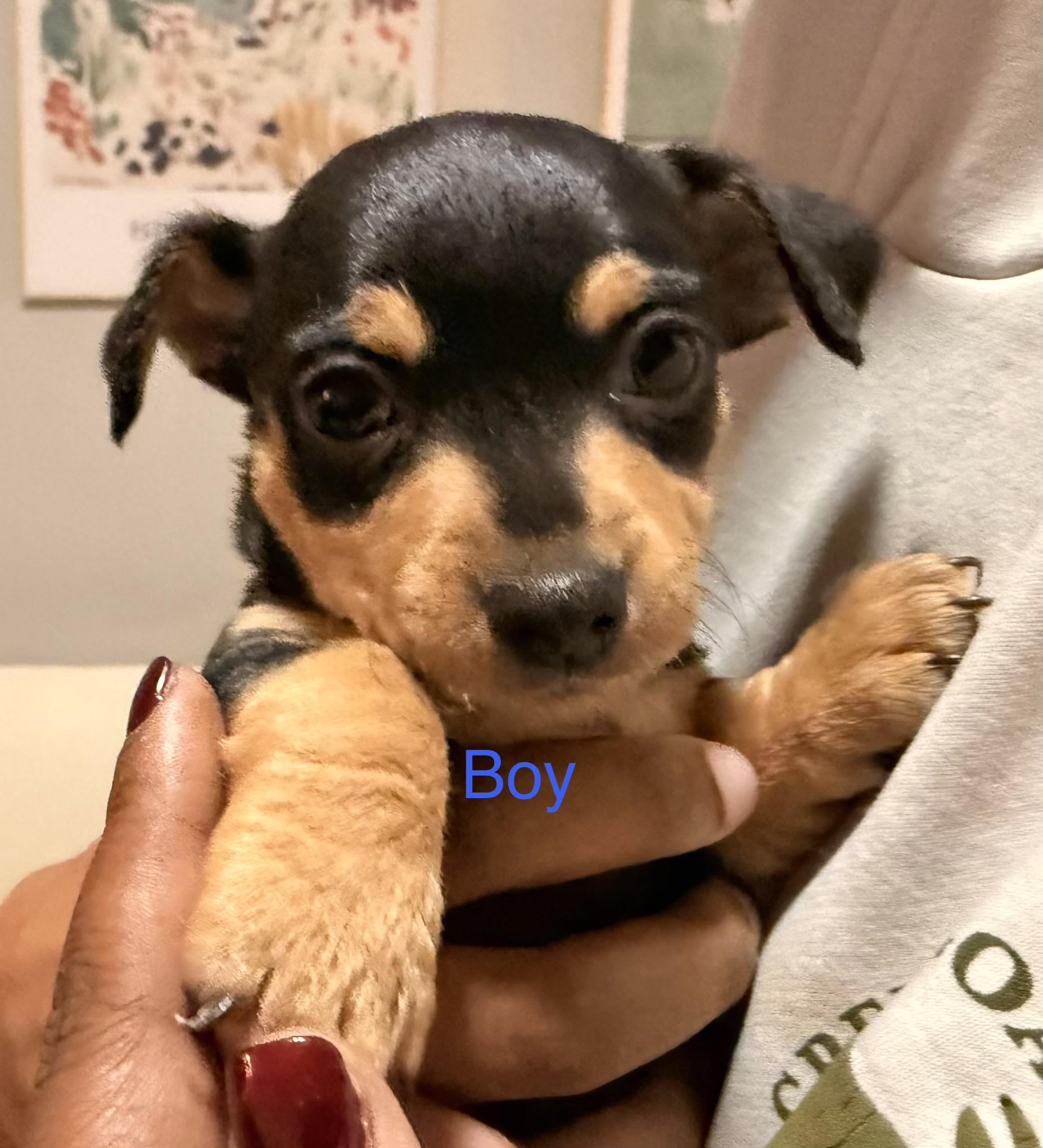 Chump, adopted, Young Male Chihuahua & Dachshund.