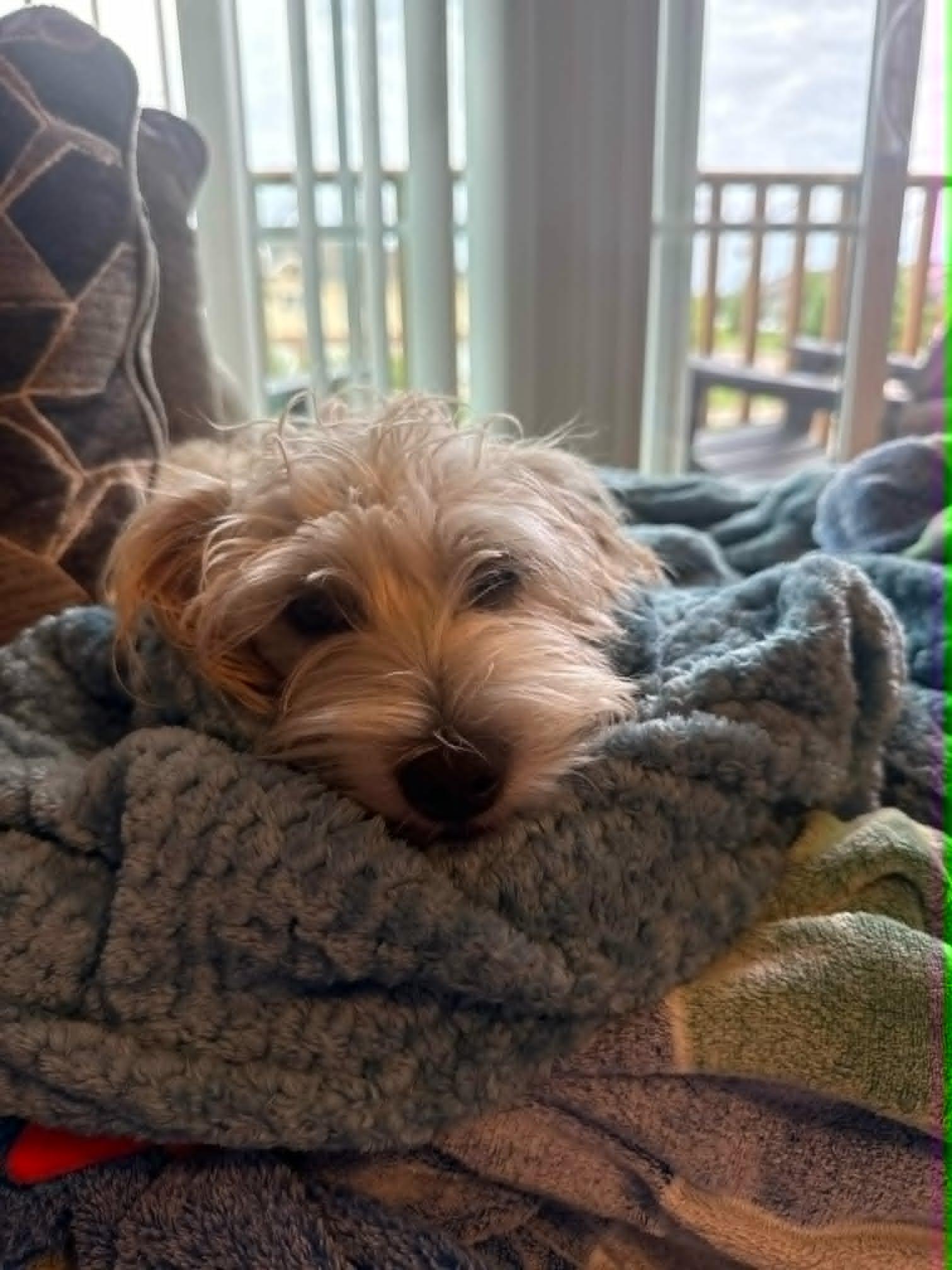 Ancho, an adopted mixed breed in De Pere, WI image 3/4
