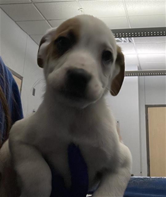 CAPI — thumbnail 2