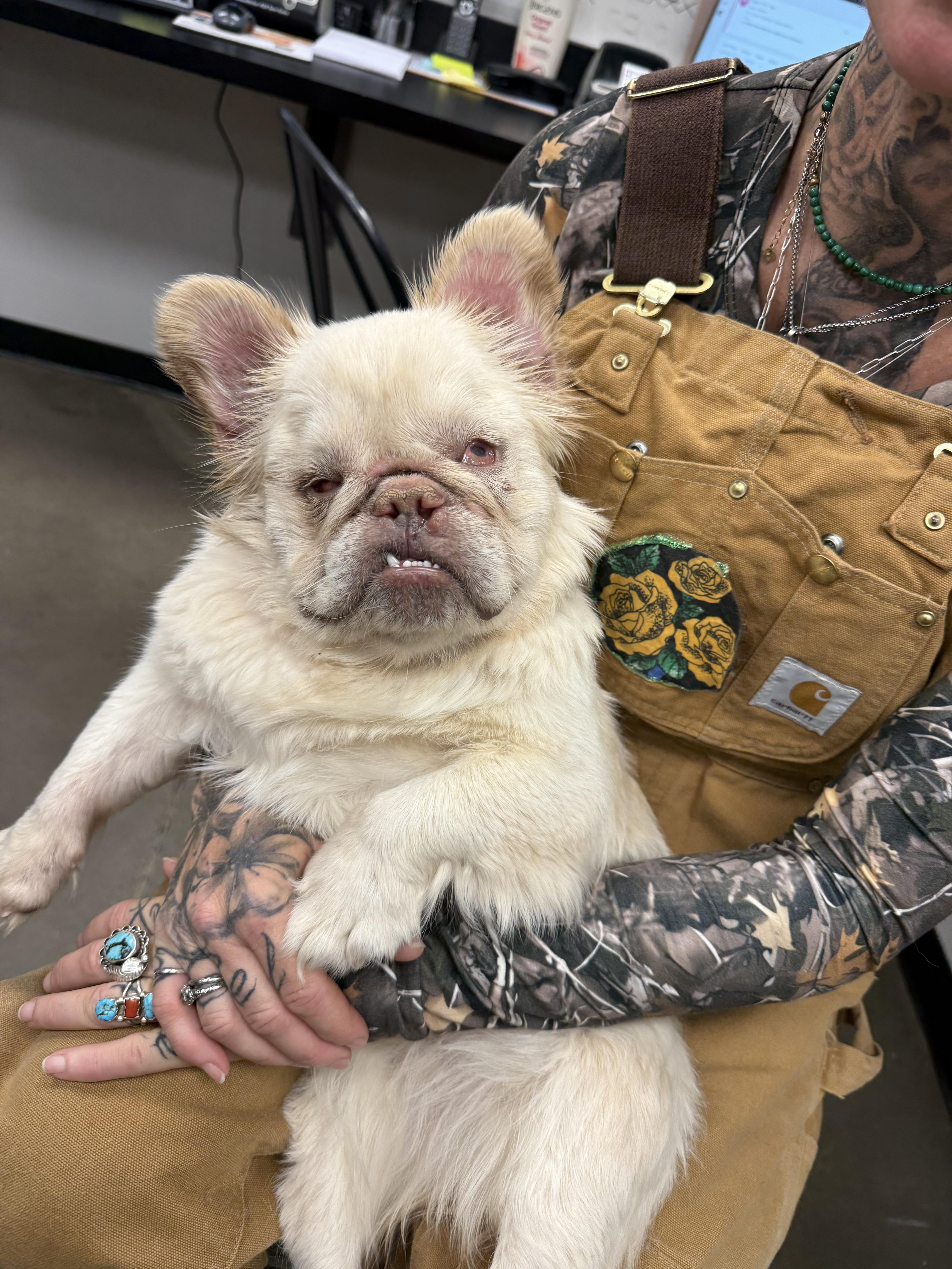 Enlarge Sprite, a Adoptable French Bulldog in Mesa, AZ image 1/1