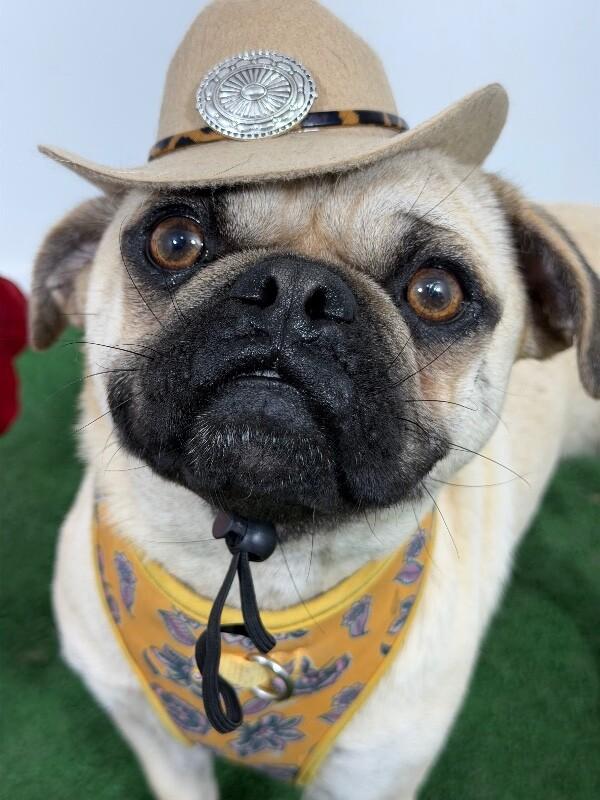 Chuck Norris-One of our Amazing Rescue Dogs, adopted, Young Male Pug & Mixed Breed.