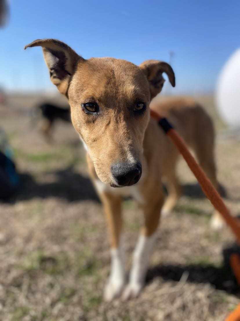 Enlarge Louise, a Adoptable mixed breed in New Braunfels, TX image 2/6