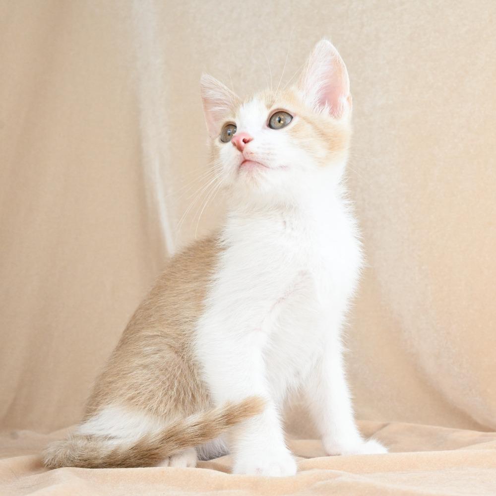 Scooter, Adoptable, Kitten Male Domestic Short Hair.