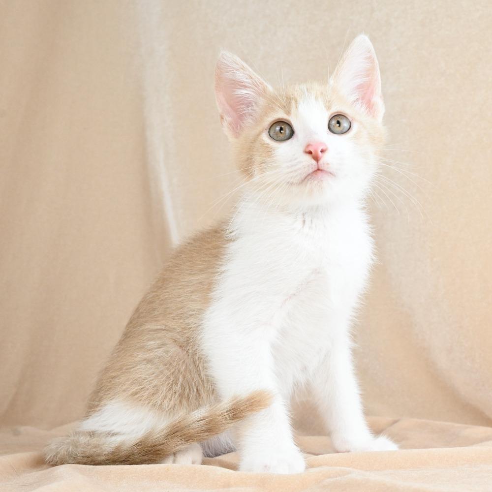 Scooter, a Adoptable Domestic Short Hair in Mobile, AL image 2/6