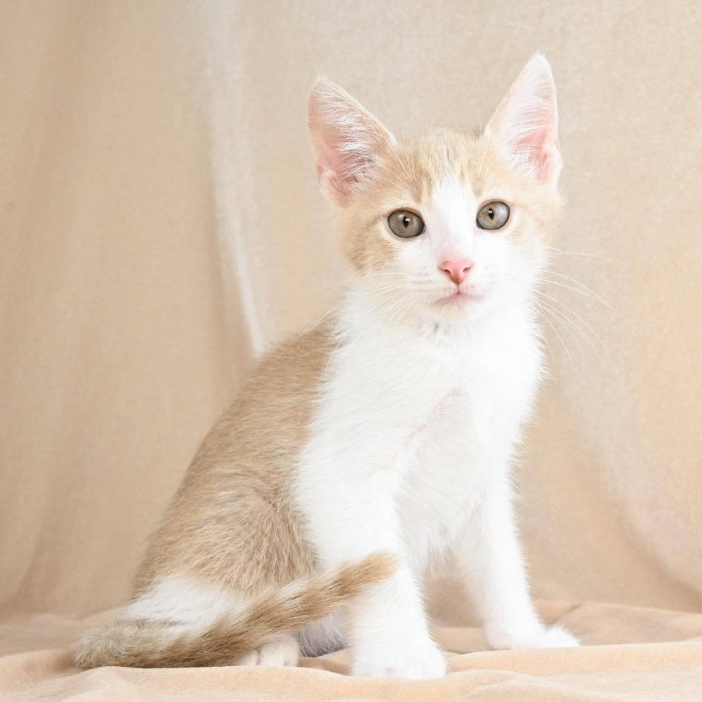 Scooter, a Adoptable Domestic Short Hair in Mobile, AL image 3/6