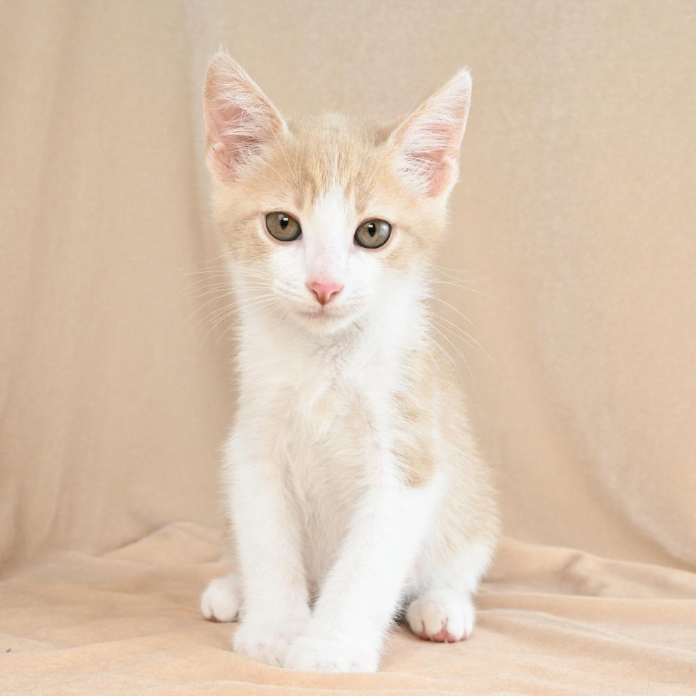 Scooter, a Adoptable Domestic Short Hair in Mobile, AL image 4/6