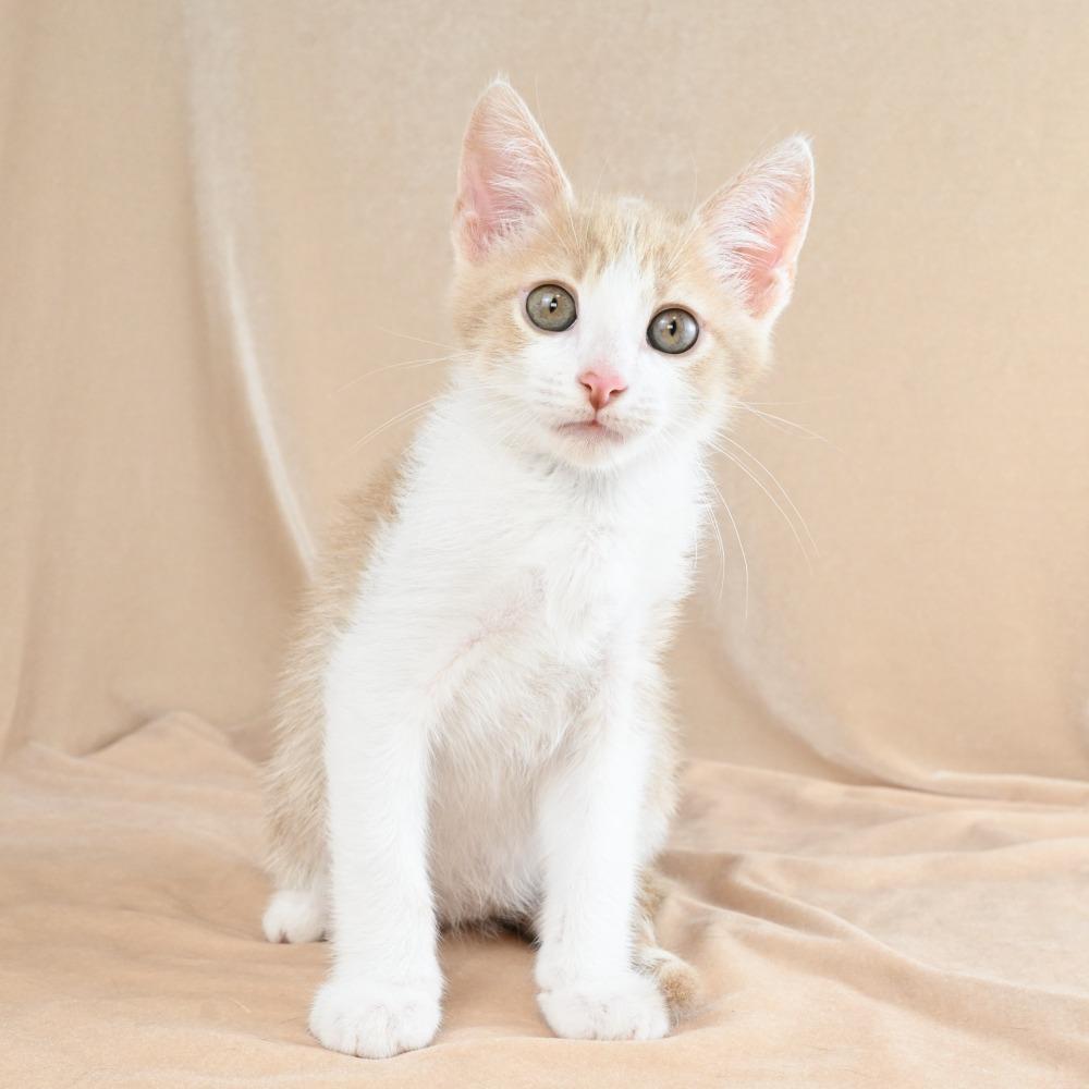 Scooter, a Adoptable Domestic Short Hair in Mobile, AL image 5/6