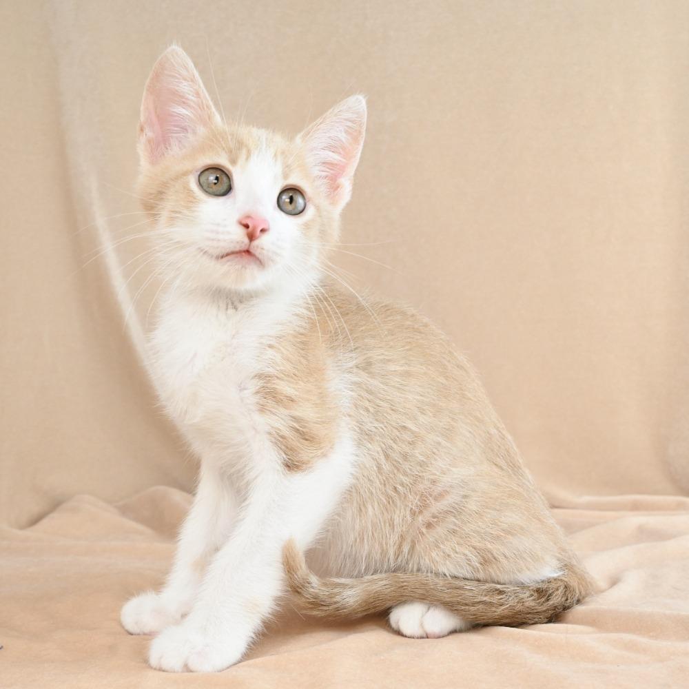Scooter, a Adoptable Domestic Short Hair in Mobile, AL image 6/6