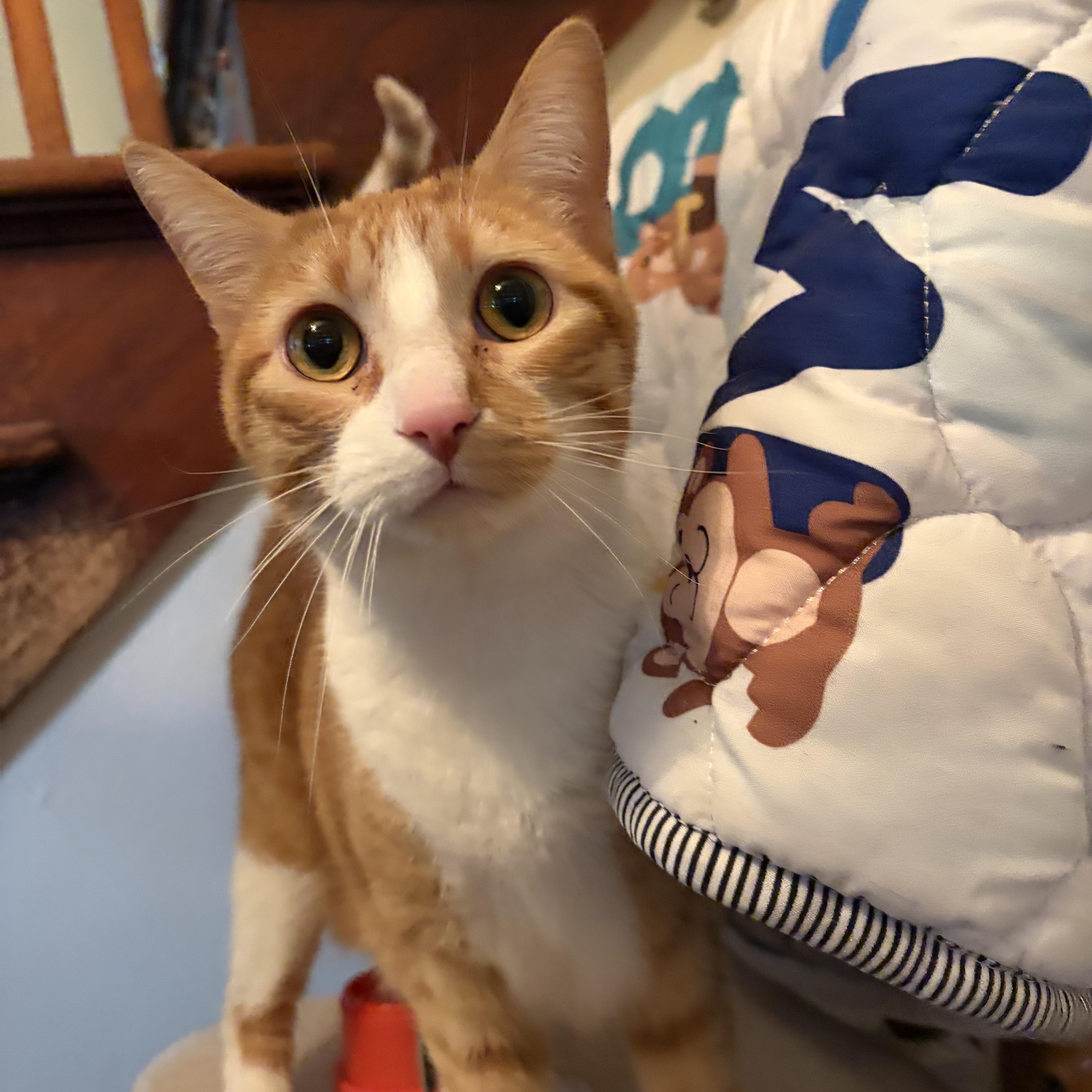 Enlarge Star, a Adoptable Domestic Short Hair in Amboy, IL image 1/3