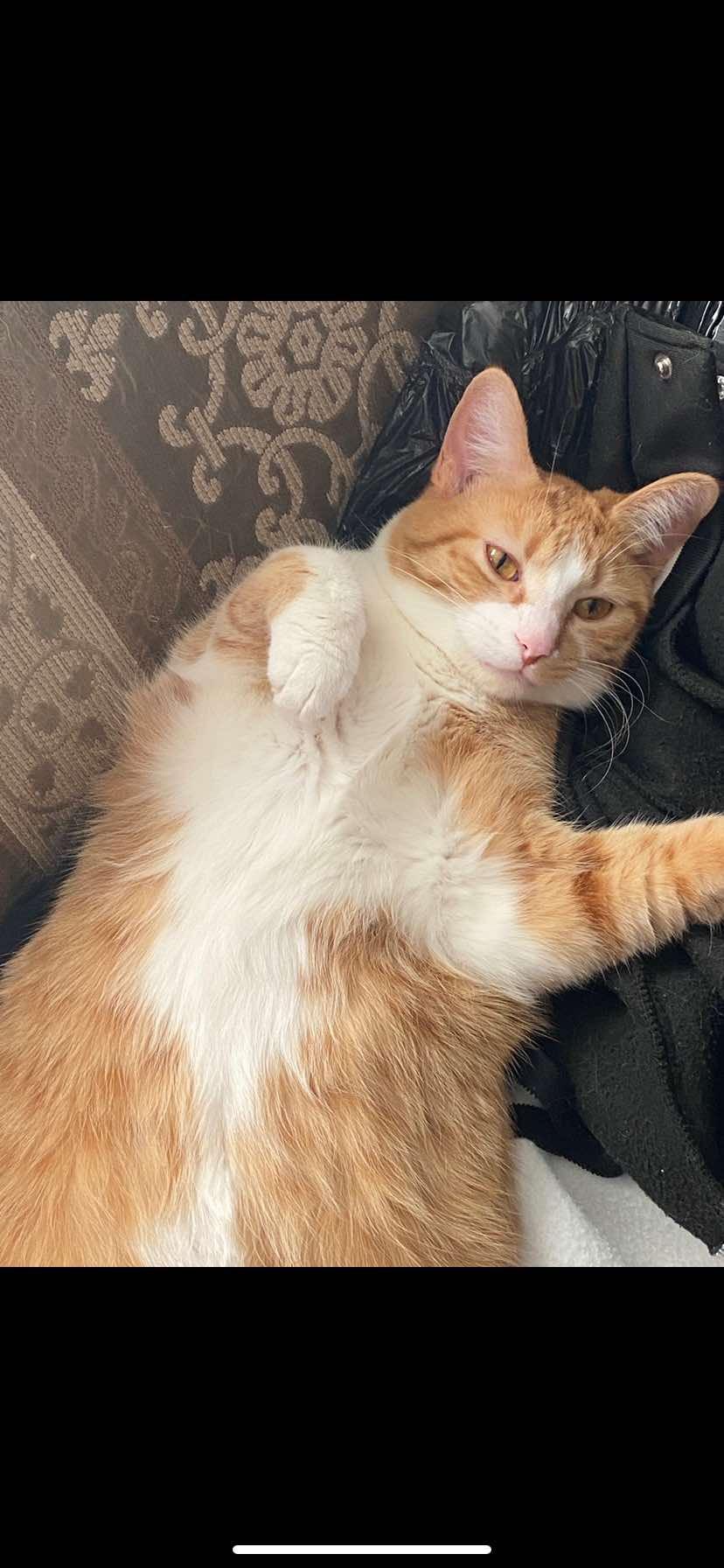Enlarge Star, a Adoptable Domestic Short Hair in Amboy, IL image 3/3