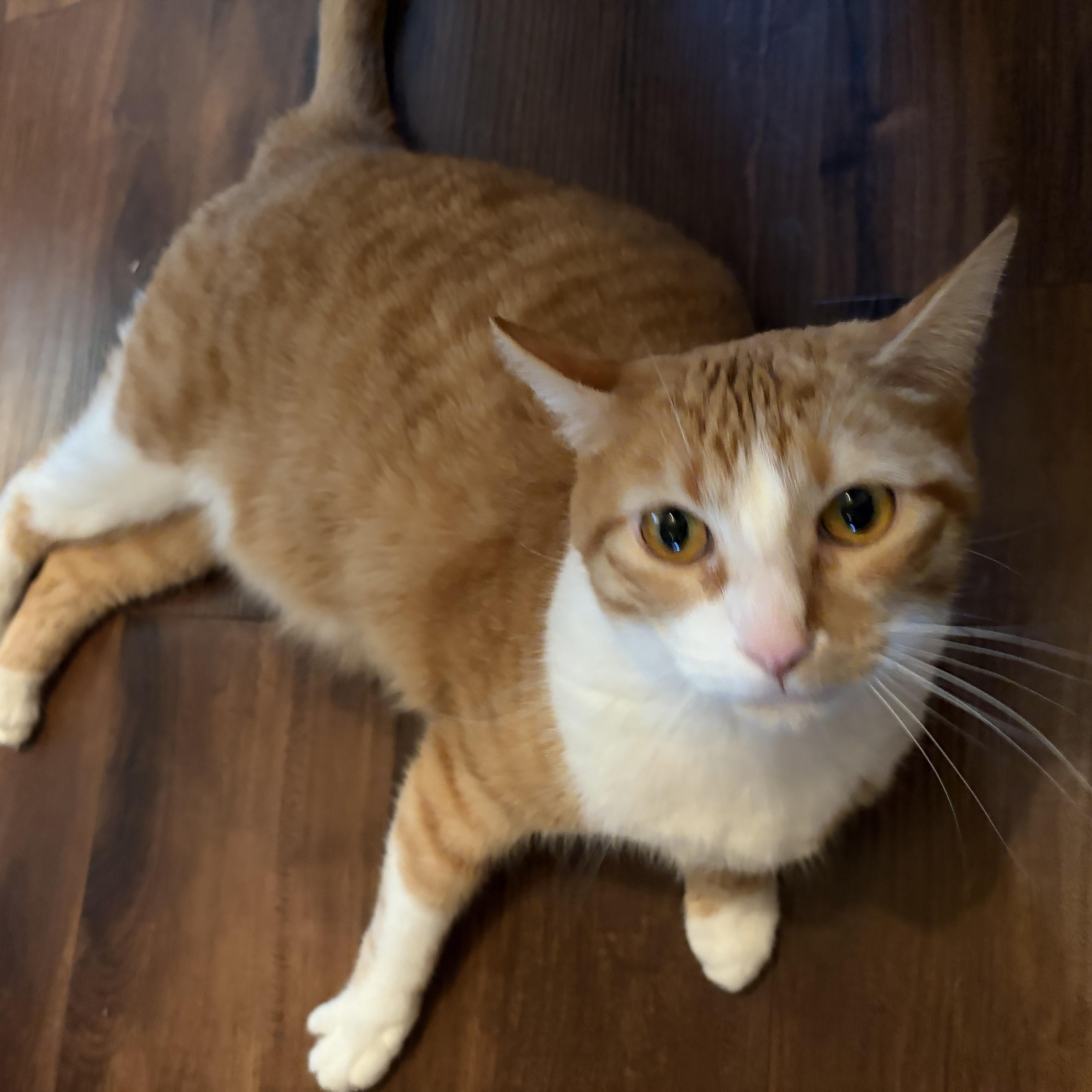 Enlarge Star, a Adoptable Domestic Short Hair in Amboy, IL image 2/3