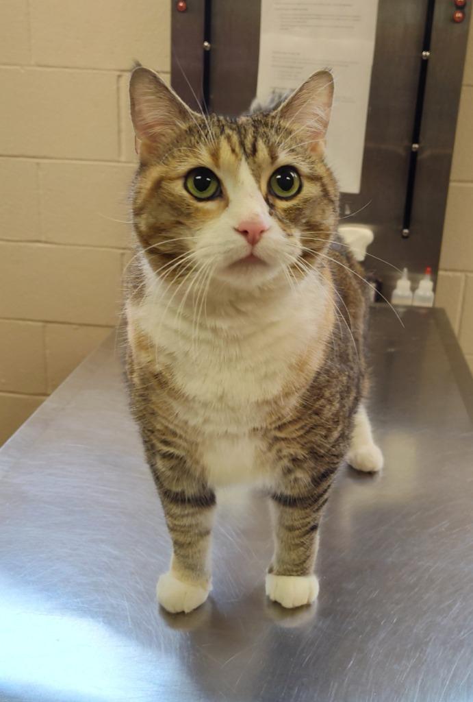 Enlarge Ester, a Adoptable mixed breed in Grand Forks, ND image 1/1