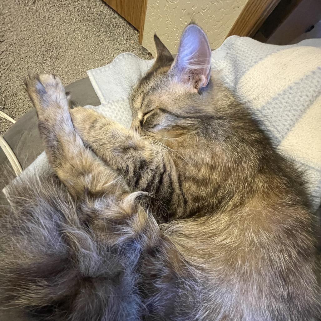 Sweetie, Adoptable, Young Female Domestic Long Hair.