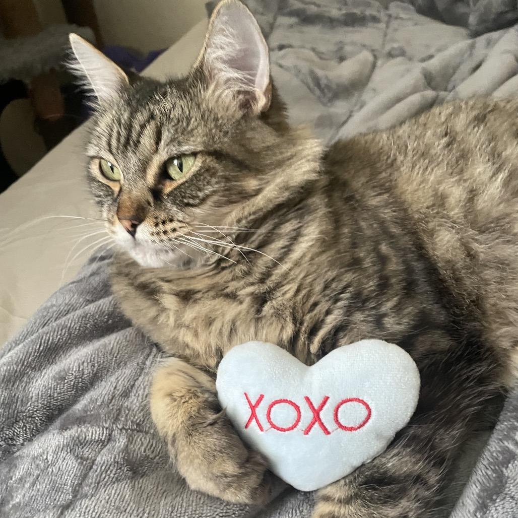 Enlarge Sweetie, a Adoptable Domestic Long Hair in Ashland, OR image 2/6