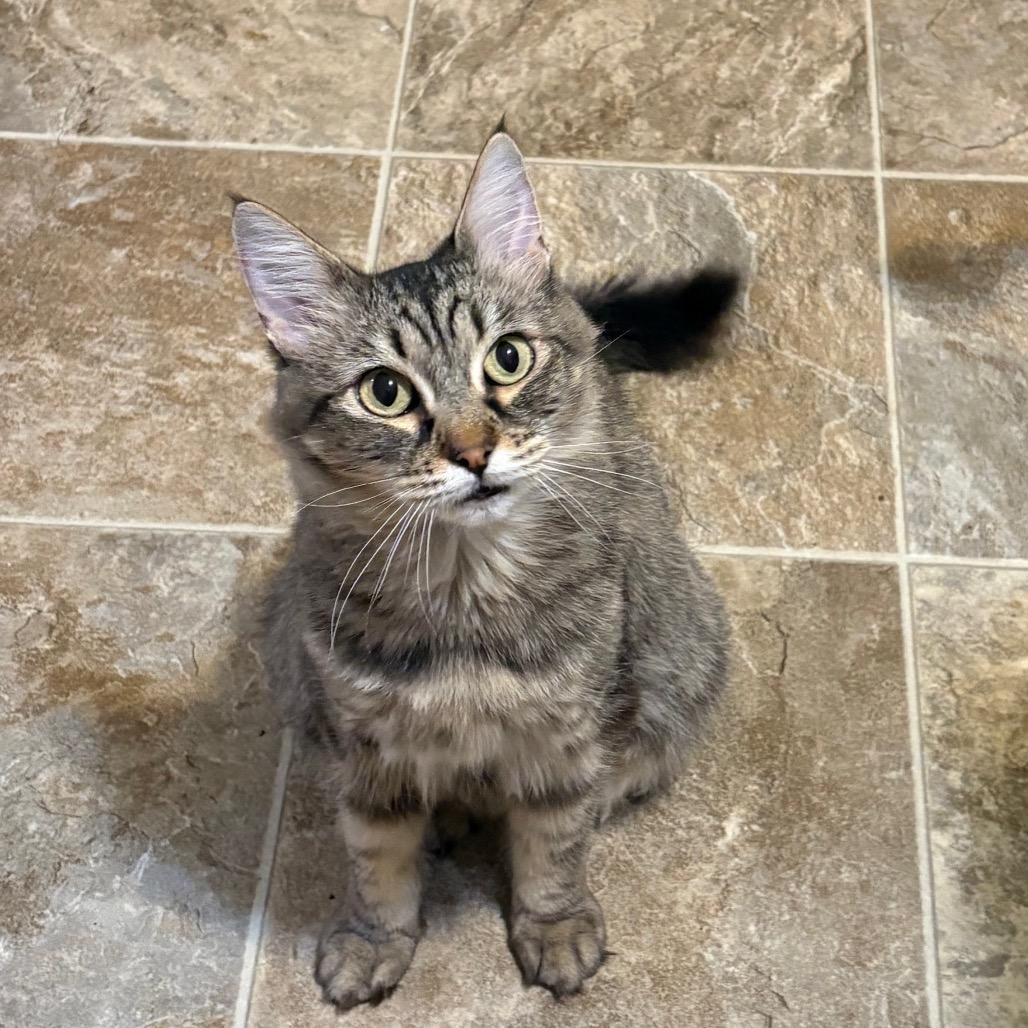 Enlarge Sweetie, a Adoptable Domestic Long Hair in Ashland, OR image 2/6