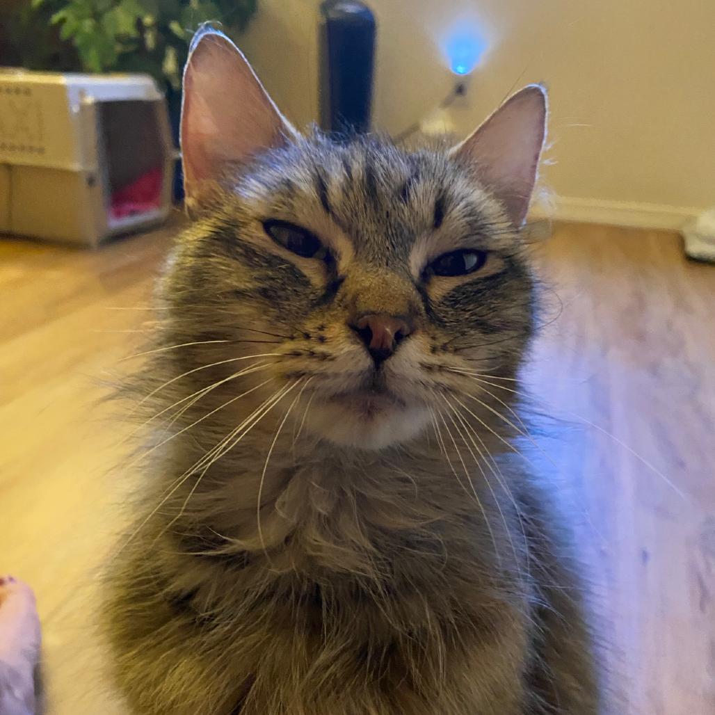 Sweetie, a Adoptable Domestic Long Hair in Ashland, OR image 3/5