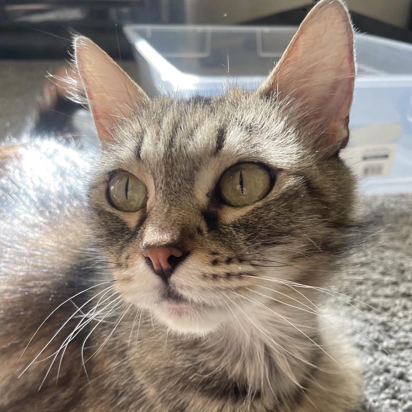 Sweetie, a Adoptable Domestic Long Hair in Ashland, OR image 5/5