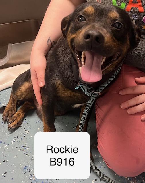 Rockie, ADOPTABLE, Adult Male Rottweiler.