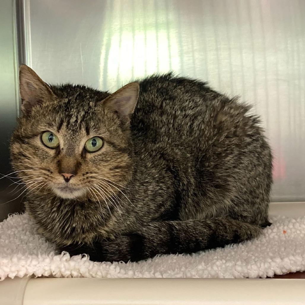 Pinocchio, Adoptable, Adult Male Domestic Short Hair.