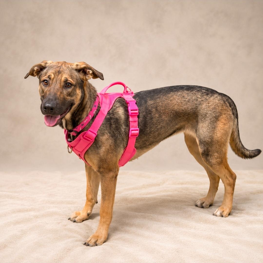 Fox, ADOPTABLE, Adult Female Shepherd.