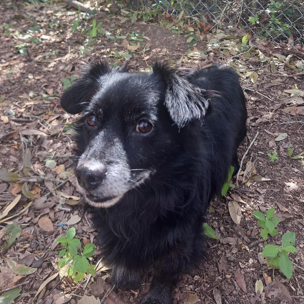 Enlarge Chip, a Adoptable Dachshund in Pensacola, FL image 1/1