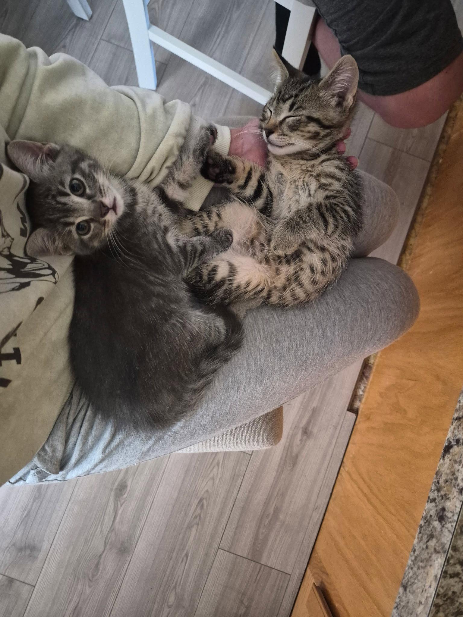 Ting-a-Ling, Adoptable, Young Female Domestic Short Hair & Tabby.
