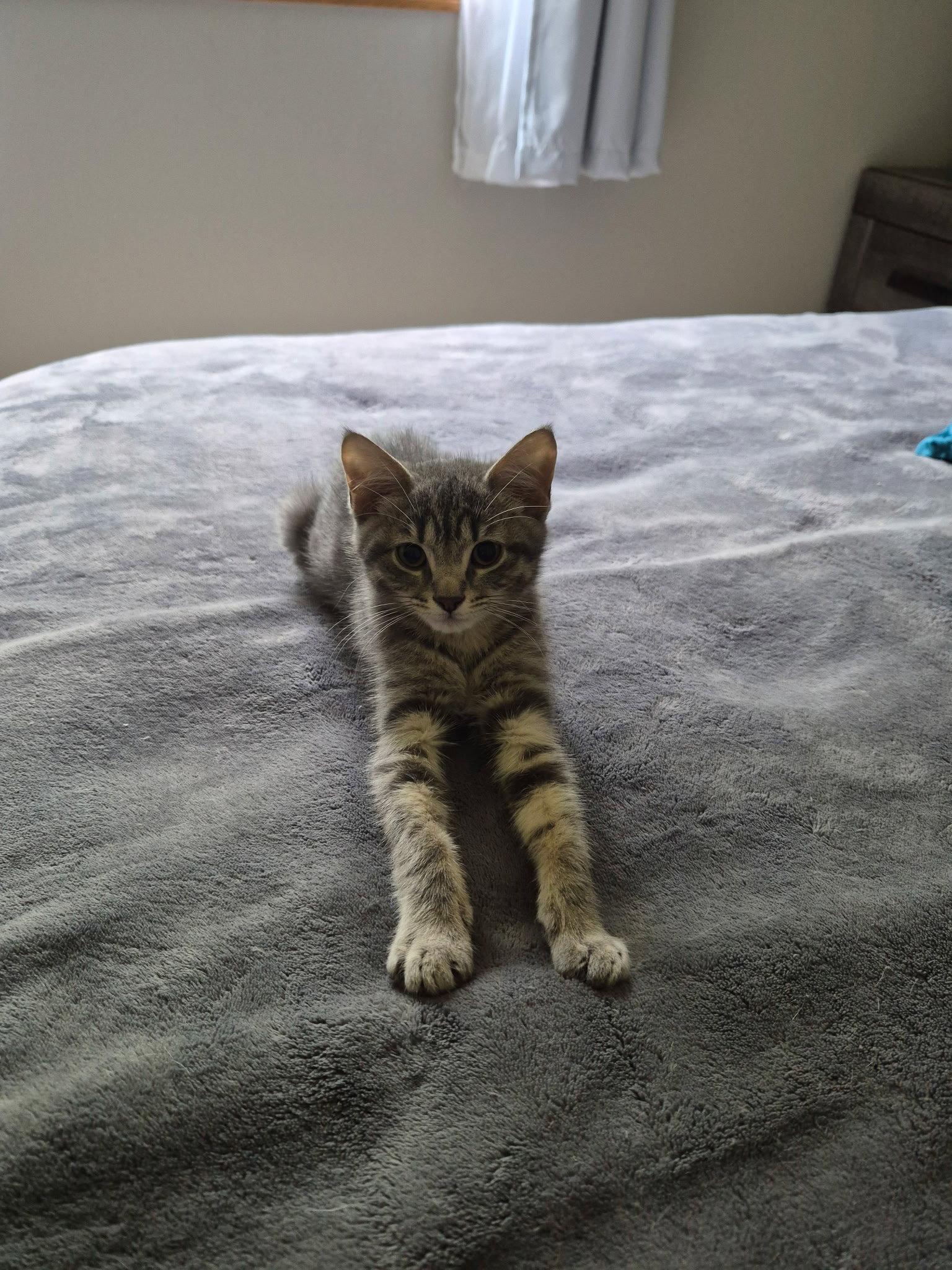Ting-a-Ling, a Adoptable mixed breed in Forest Lake, MN image 3/3