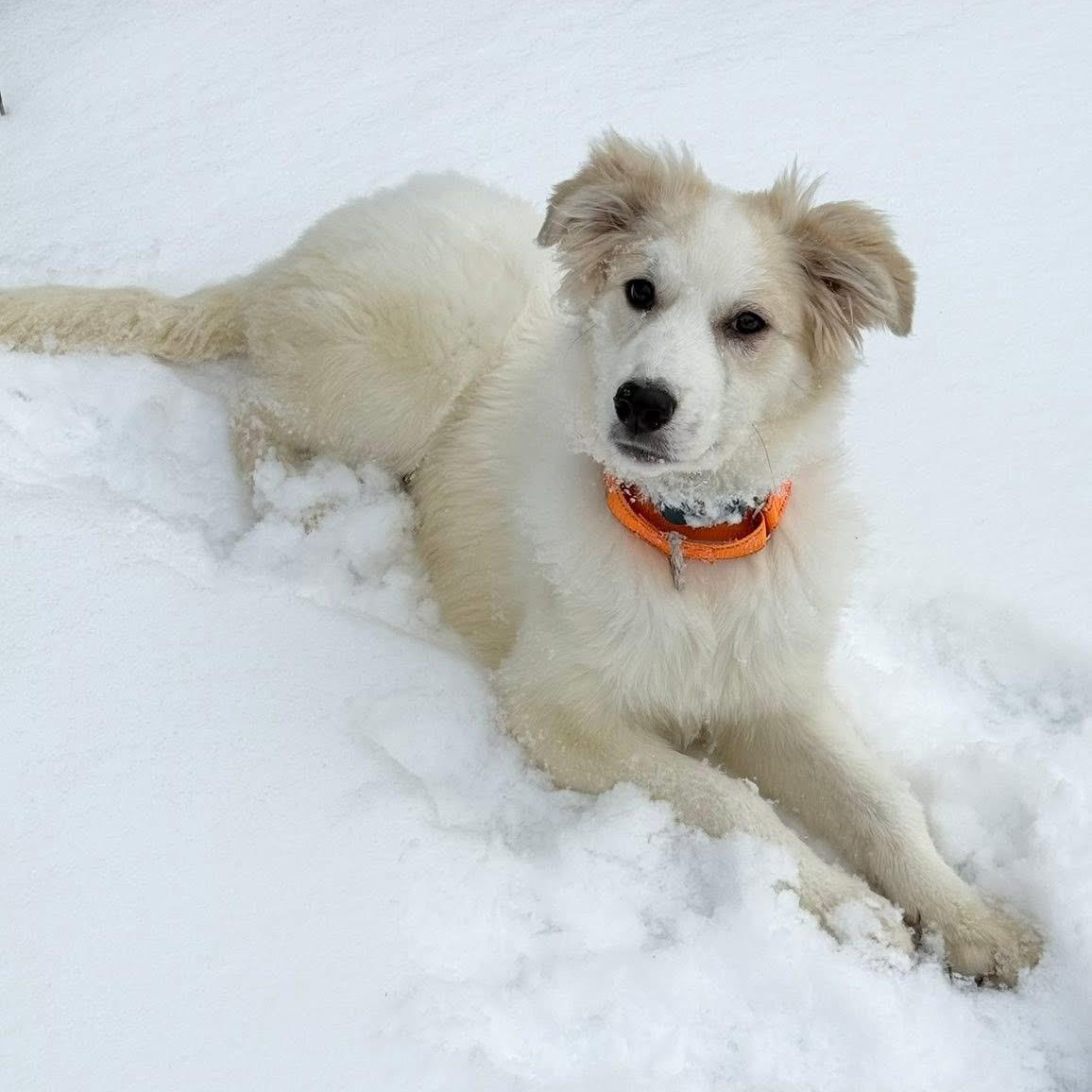 Nyx, ADOPTABLE, Puppy Female Great Pyrenees.