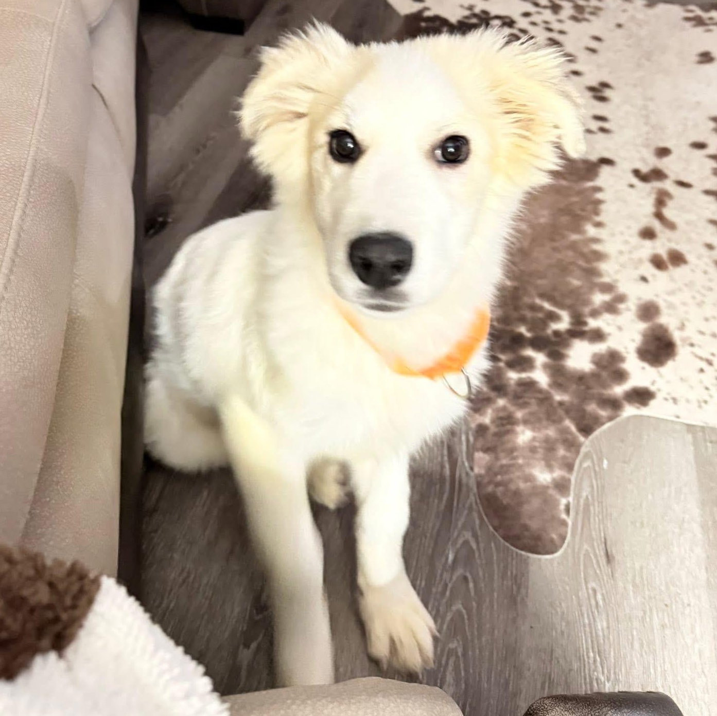 Enlarge Nyx, a ADOPTABLE mixed breed in Grafton, WV image 2/5