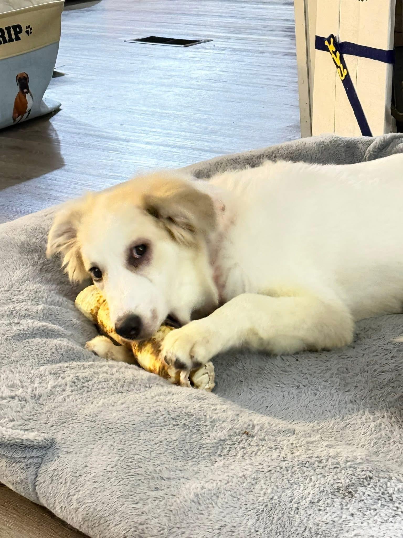 Enlarge Nyx, a ADOPTABLE mixed breed in Grafton, WV image 3/5