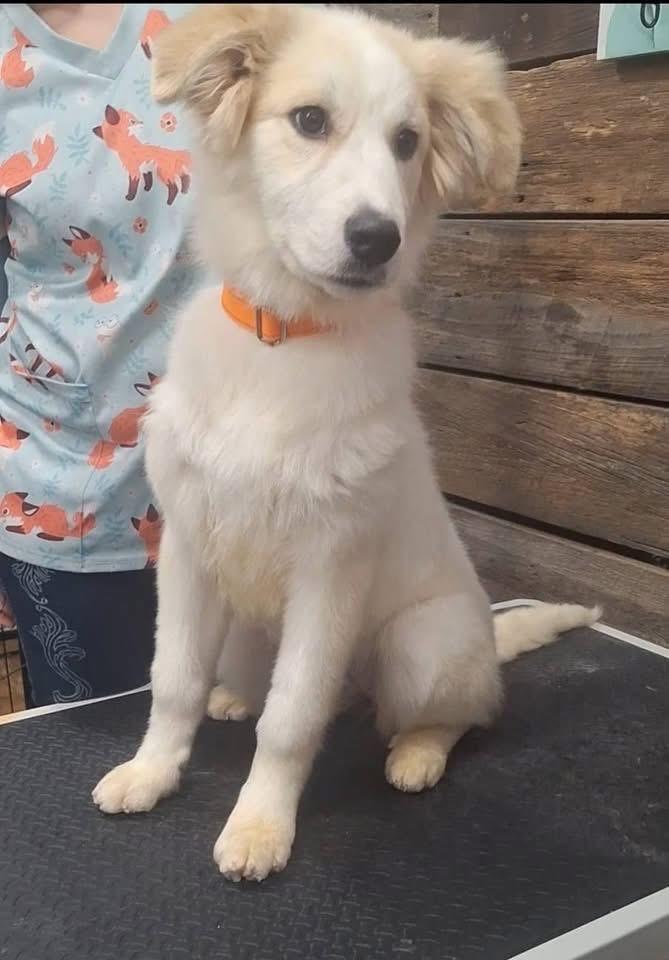 Enlarge Nyx, a ADOPTABLE mixed breed in Grafton, WV image 5/5