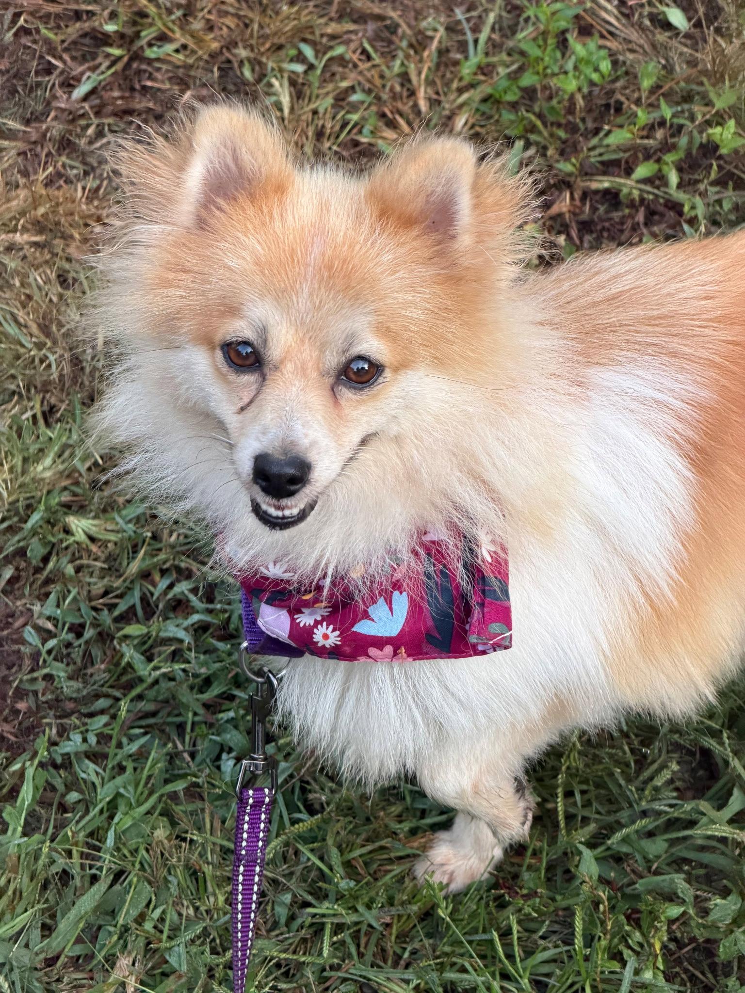 Enlarge Bliss, a Adoptable Pomeranian in Berwick, PA image 1/2