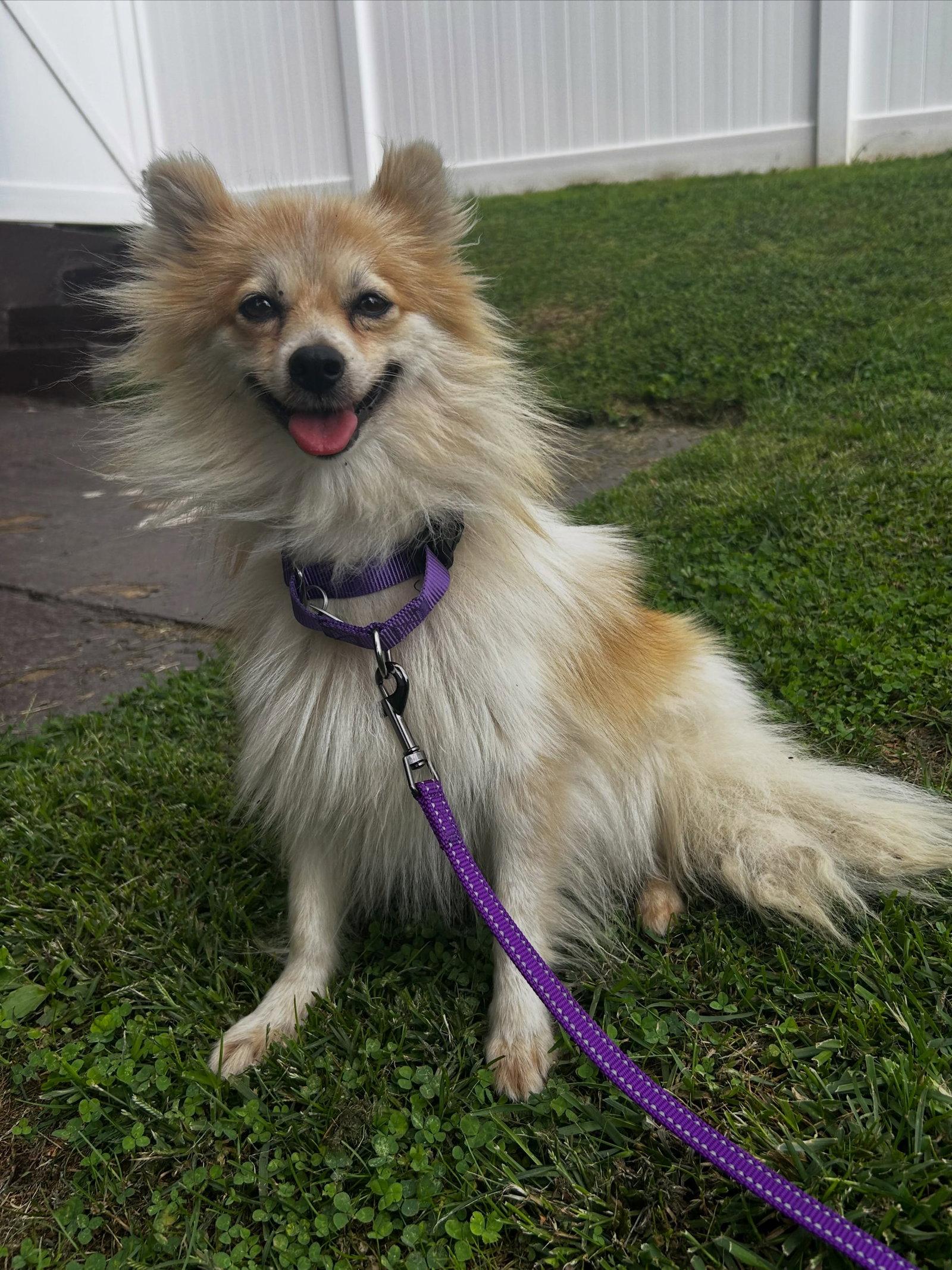 Enlarge Bliss, a Adoptable Pomeranian in Berwick, PA image 2/2