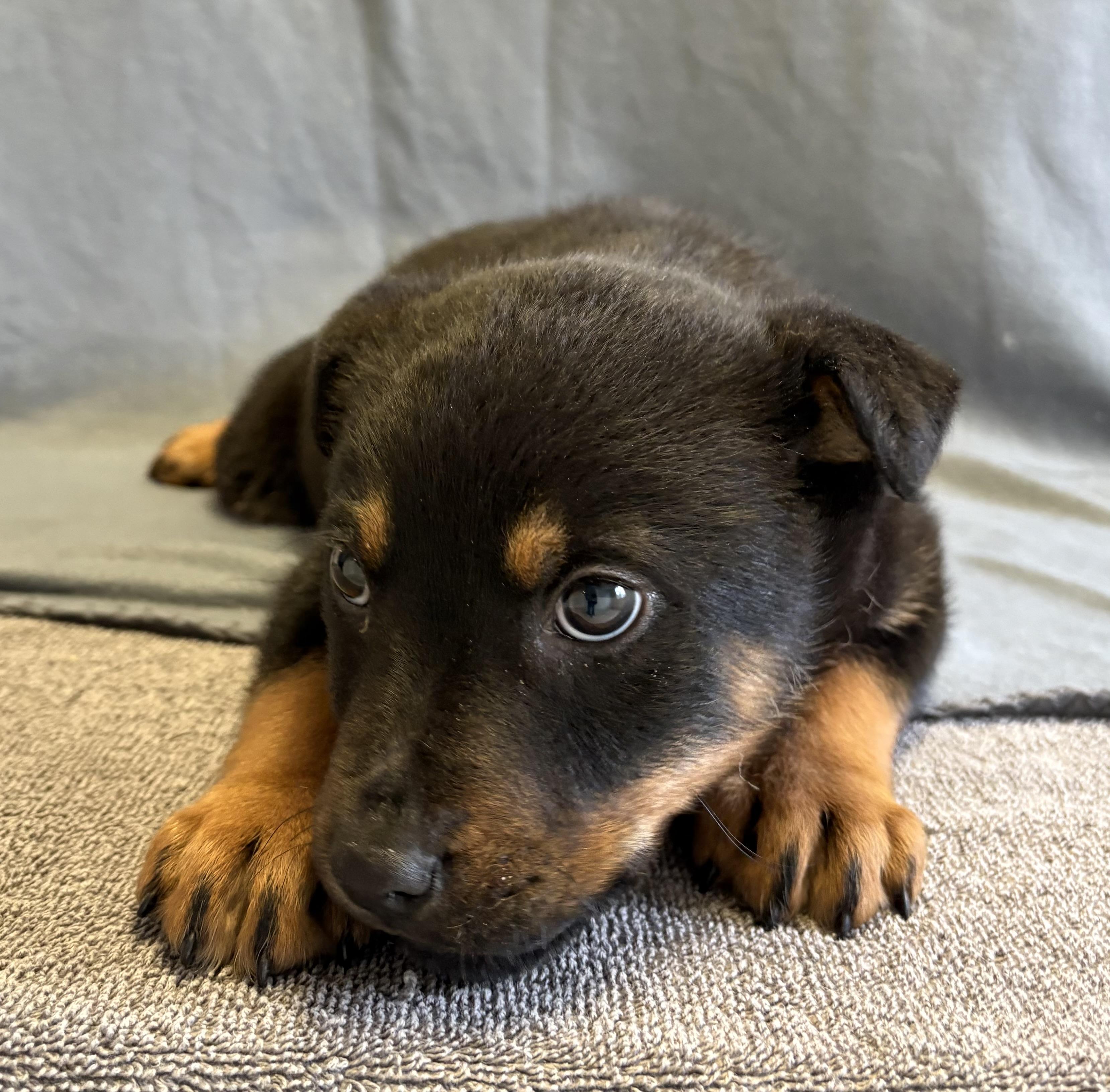 Enlarge Clover, a Adoptable mixed breed in Buffalo, MN image 1/1