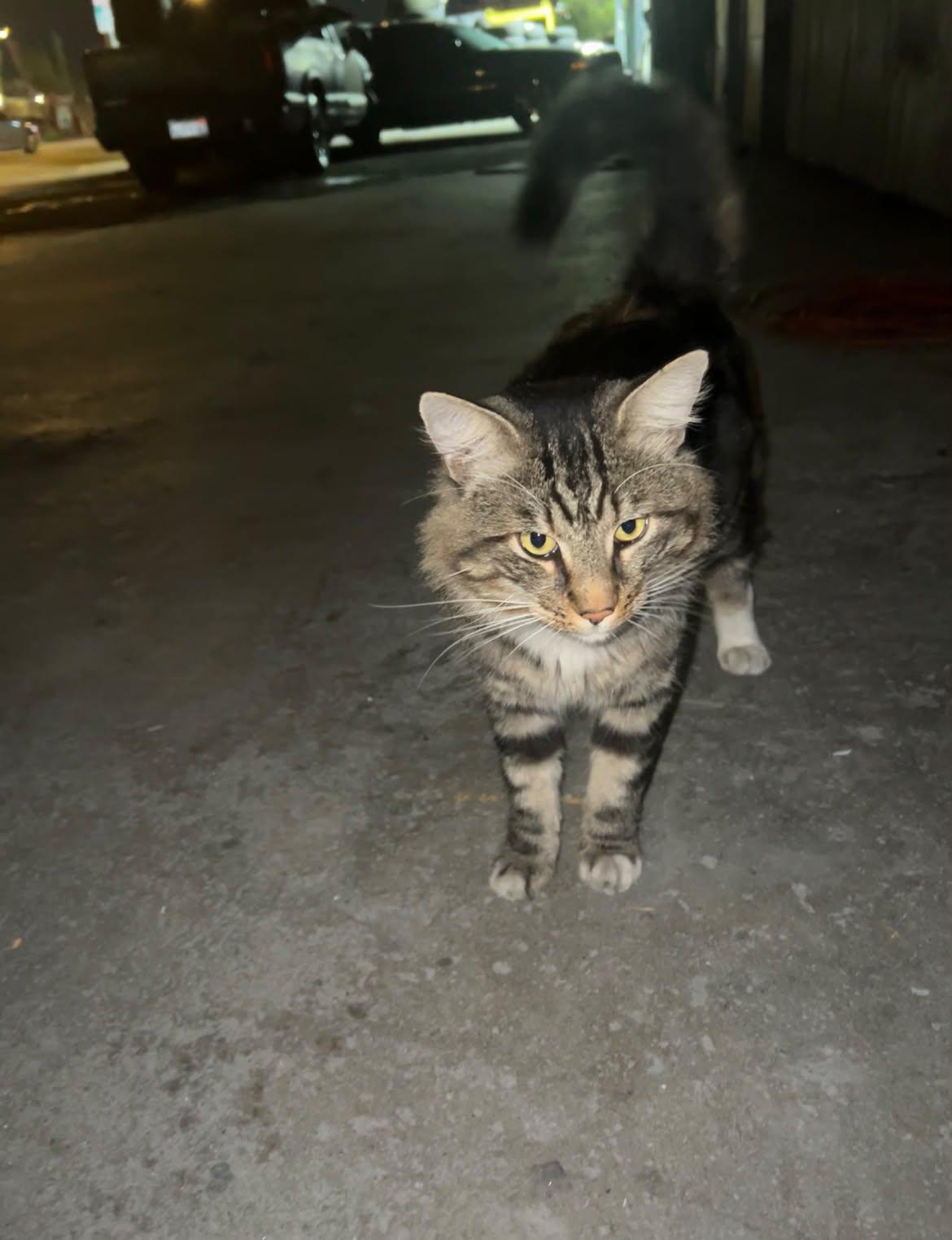 Bubba, Adoptable, Young Male Domestic Medium Hair.
