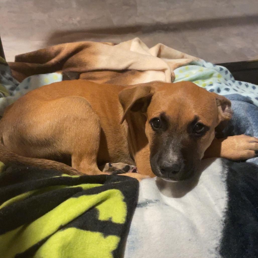 Enlarge Chance, a Adoptable mixed breed in Northville, MI image 3/5