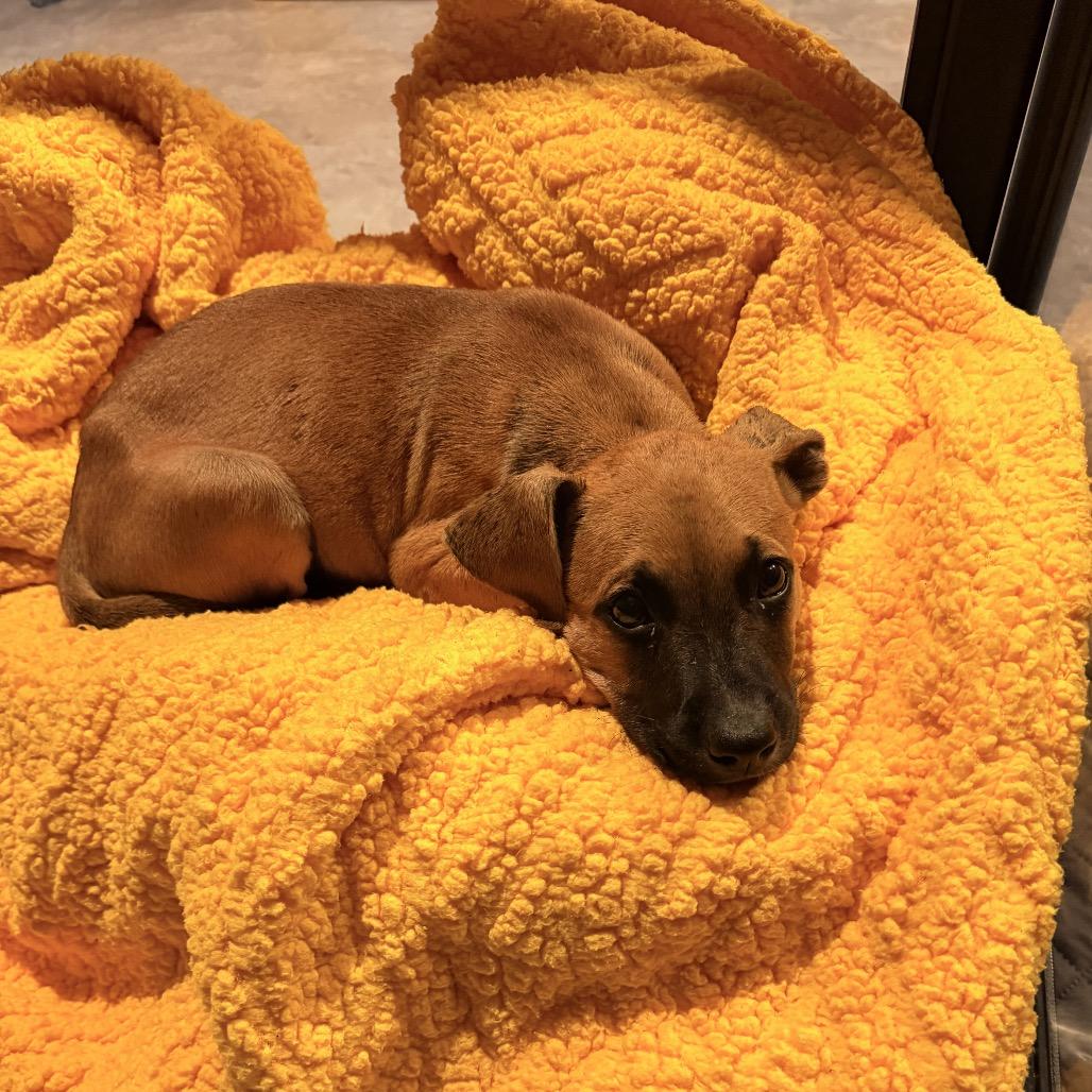 Enlarge Chance, a Adoptable mixed breed in Northville, MI image 4/5