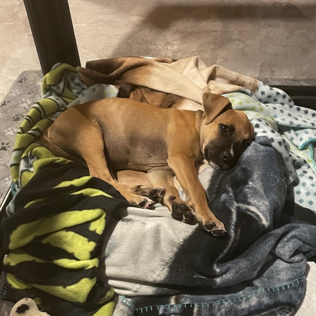 Enlarge Chance, a Adoptable mixed breed in Northville, MI image 5/5