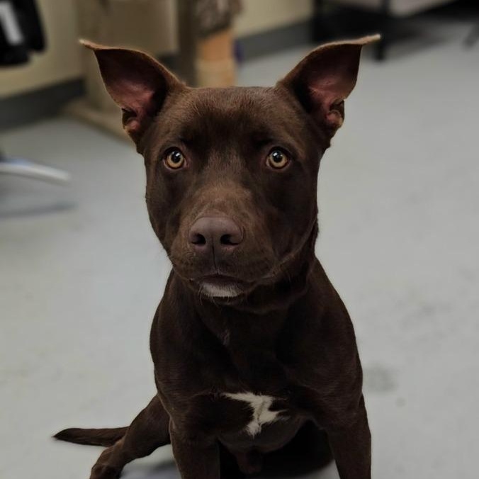 Maverick, ADOPTABLE, Adult Male Mixed Breed.